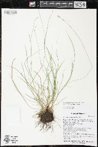 Carex brunnescens subsp. sphaerostachya image