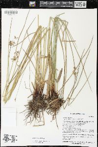 Juncus pylaei image