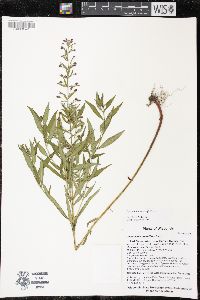 Lysimachia quadriflora image