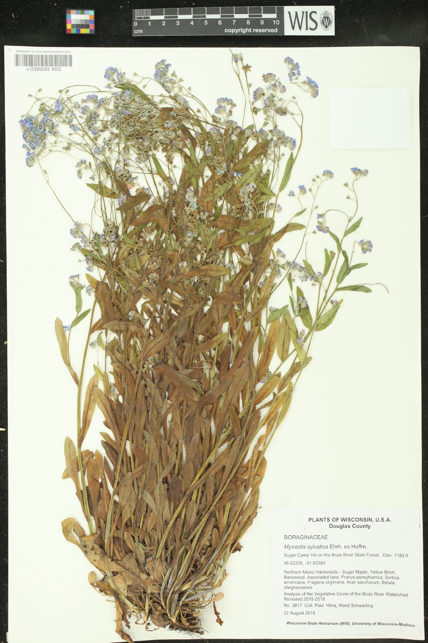 Myosotis sylvatica image