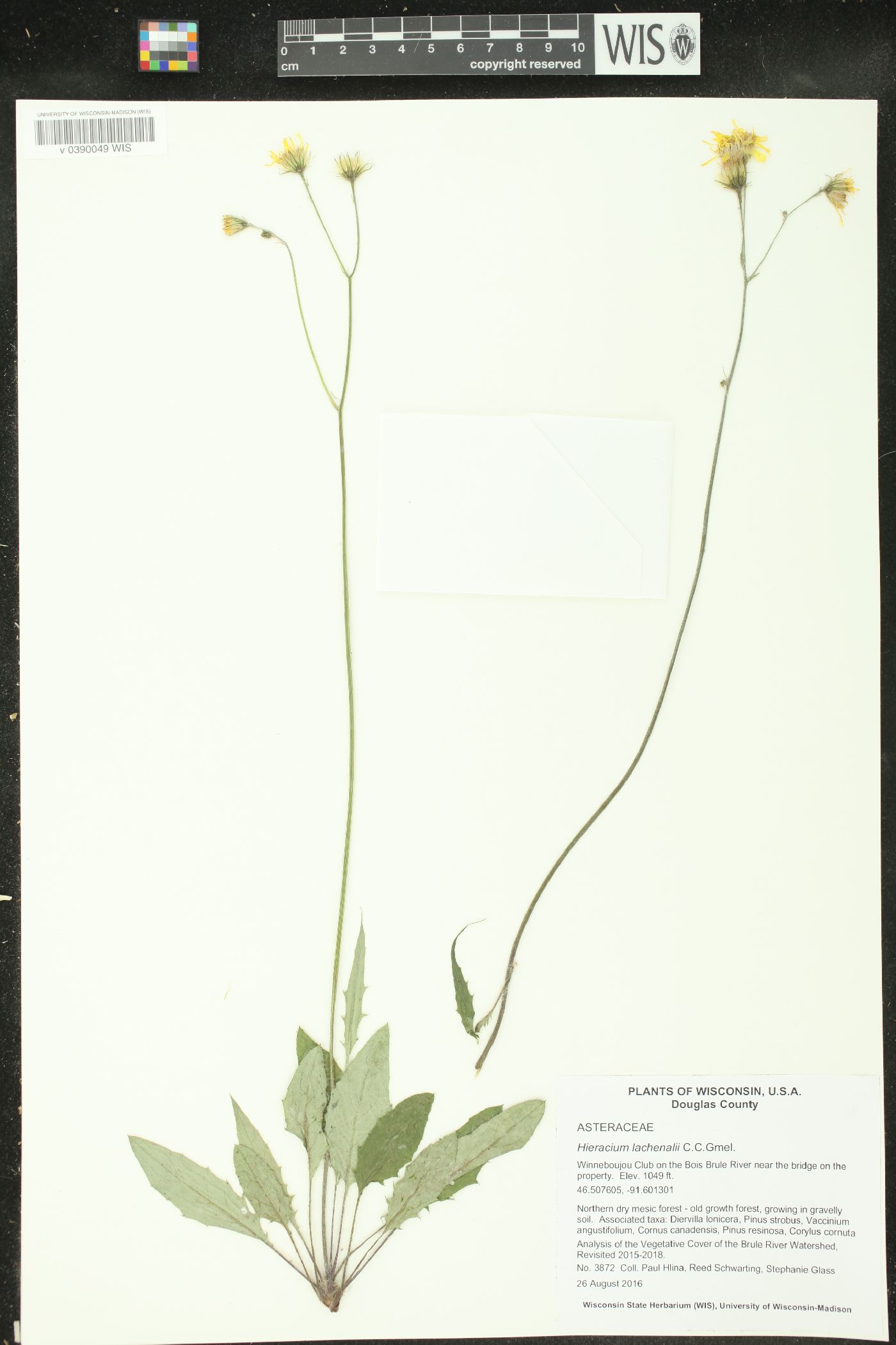 Hieracium vulgatum image