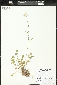 Cardamine pratensis image