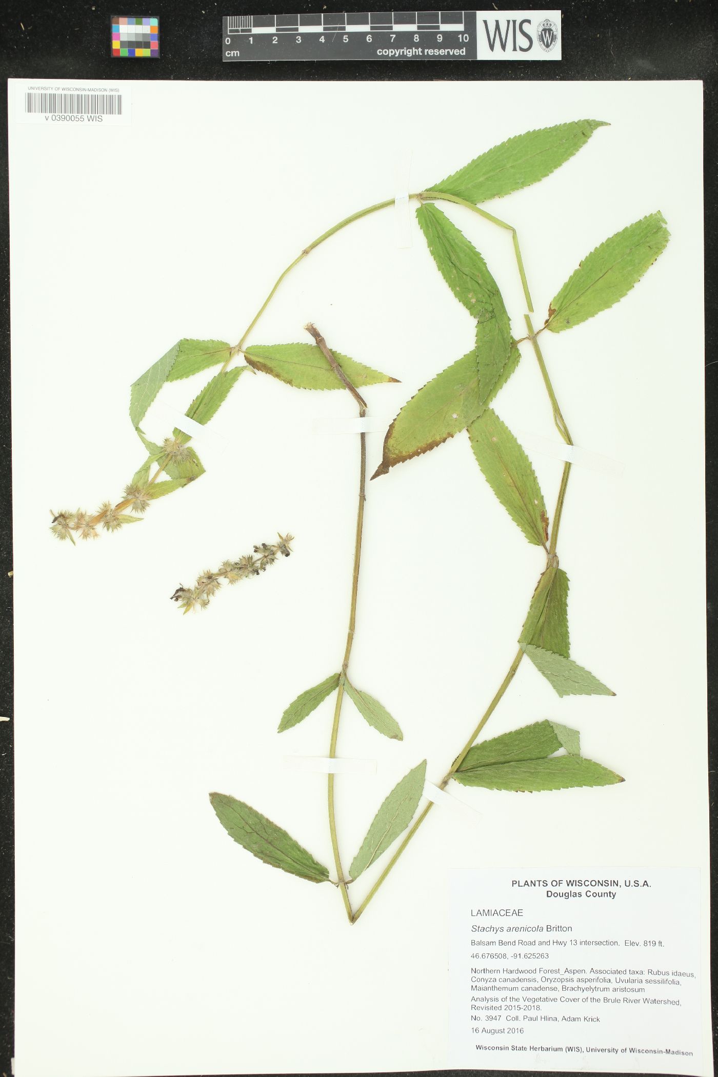 Stachys arenicola image