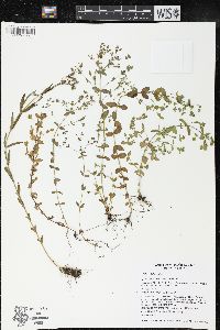 Hypericum majus image