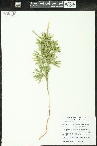 Dendrolycopodium dendroideum image