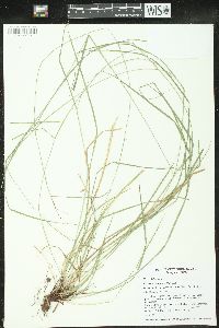 Carex assiniboinensis image