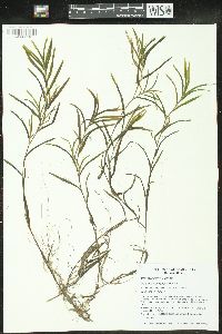 Potamogeton robbinsii image