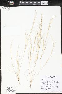 Aristida basiramea image