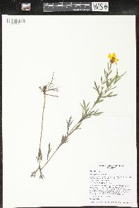 Coreopsis palmata image