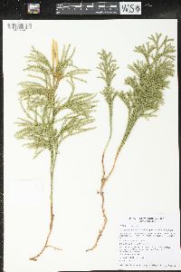 Dendrolycopodium hickeyi image