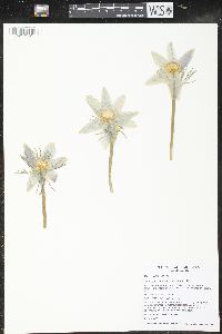 Pulsatilla patens subsp. multifida image