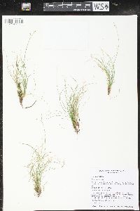 Carex eburnea image