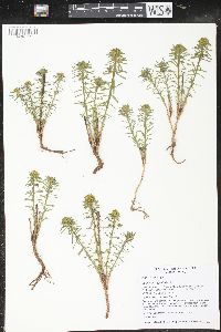 Euphorbia cyparissias image