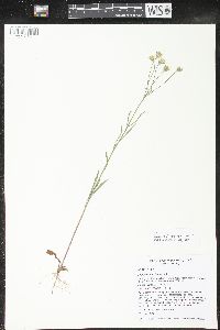 Crepis tectorum image
