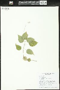 Circaea canadensis image