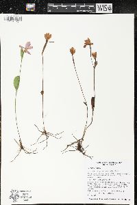 Pogonia ophioglossoides image