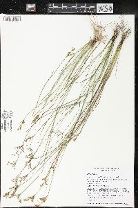 Juncus brevicaudatus image