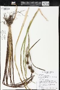 Sparganium androcladum image