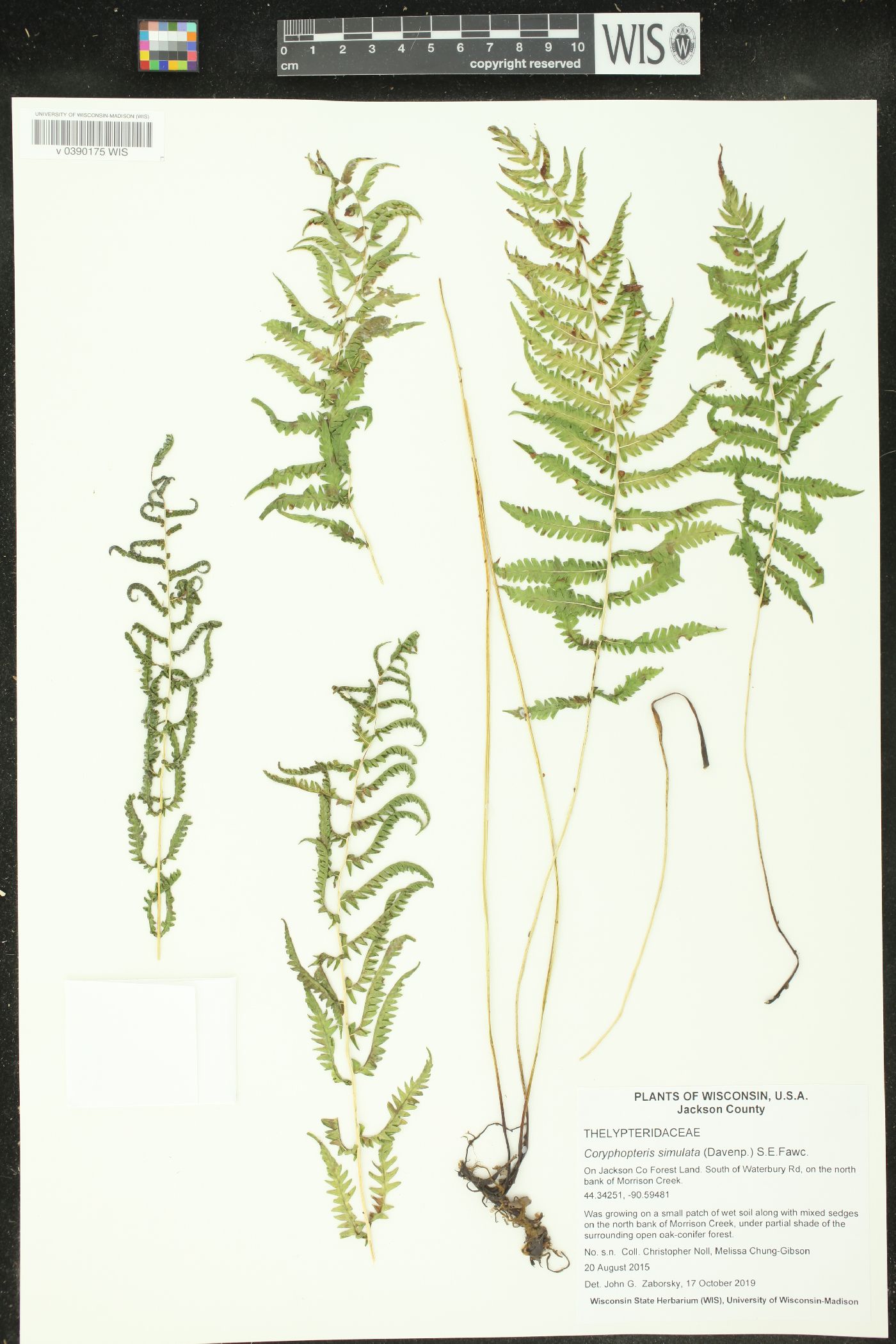 Coryphopteris simulata image