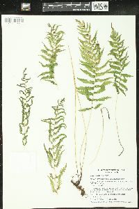 Coryphopteris simulata image