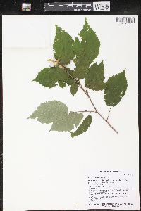 Corylus cornuta image