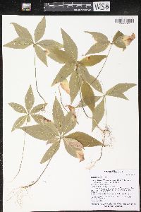 Trientalis borealis image