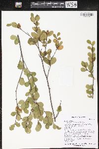 Betula pumila image