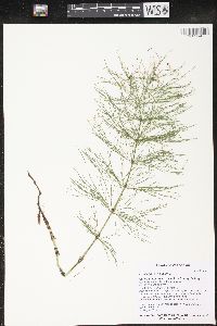 Equisetum sylvaticum image