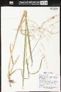 Glyceria canadensis image