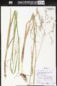 Glyceria canadensis image