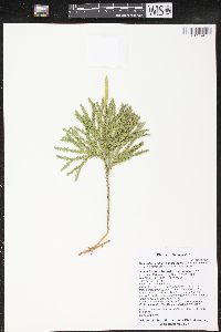 Dendrolycopodium dendroideum image