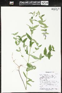 Scutellaria galericulata image