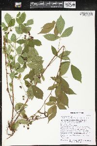 Rubus flagellaris image