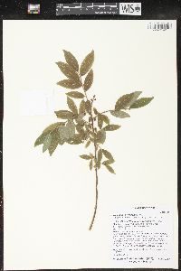 Vaccinium myrtilloides image