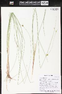 Carex oligosperma image