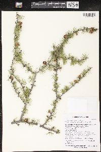 Larix laricina image