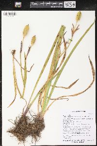 Iris versicolor image