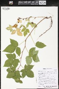 Rubus flagellaris image