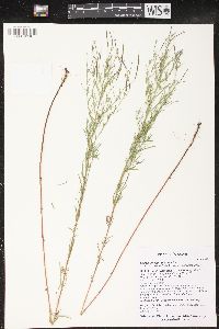 Epilobium leptophyllum image