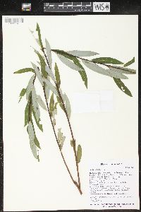 Salix petiolaris image