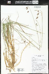 Carex magellanica image