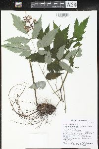 Actaea pachypoda image