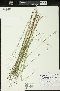 Carex echinata image