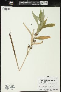 Lysimachia thyrsiflora image