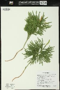 Dendrolycopodium dendroideum image