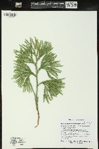 Dendrolycopodium dendroideum image