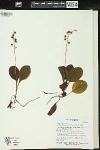 Pyrola elliptica image