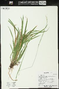 Carex arctata image