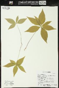 Trientalis borealis image