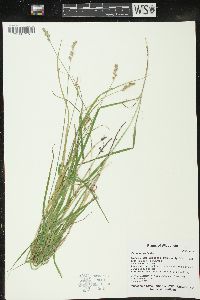 Carex projecta image